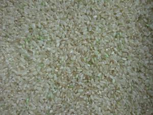 ふさおとめ入荷