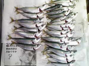 たくさん釣れたサバ たくさん釣れたサバ