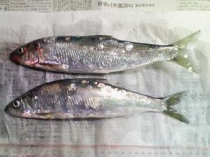 分けていただいたニシン