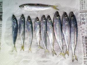 サバ９匹とニシン子一匹