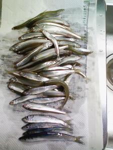 やっと釣れたチカ