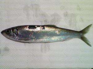 先月釣ったニシン 先月釣ったニシン