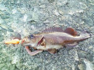 またエゾメバル