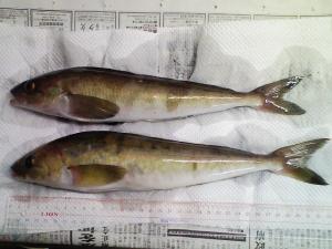 それでもどうにか釣ったホッケ それでもどうにか釣ったホッケ