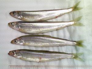 第一埠頭で釣れたチカ 第一埠頭で釣れたチカ