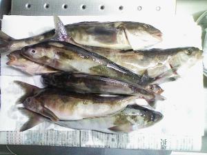 小樽の第一埠頭で釣れたホッケ