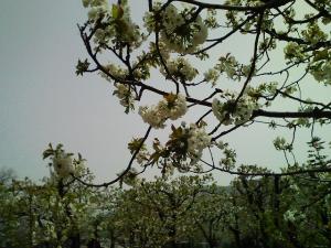 さくらんぼの花？