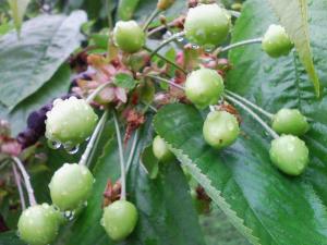 まだ未熟なさくらんぼ