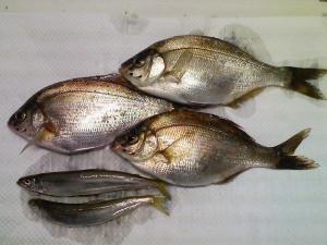 チカよりウミタナゴが釣れました