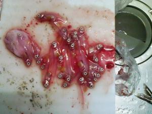 ウミタナゴの子