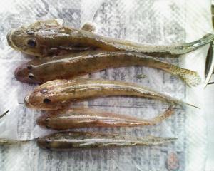 ぽつぽつつれたハゼ ぽつぽつつれたハゼ