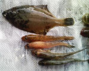 投げて置いておいた竿でカレイも釣れました 投げて置いておいた竿でカレイも釣れました