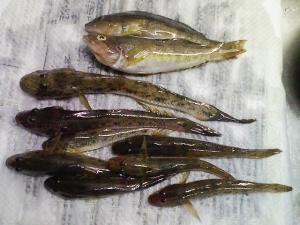 アブラコ２匹とハゼ８匹