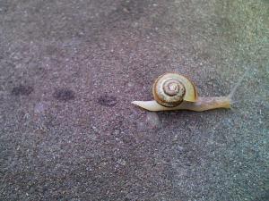 カタツムリその1