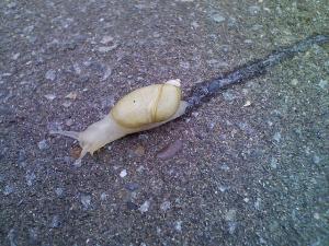 カタツムリその2