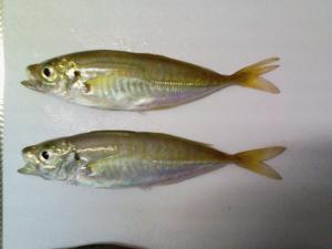 築港臨海公園近くの岸壁で釣れたアジ 築港臨海公園近くの岸壁で釣れたアジ