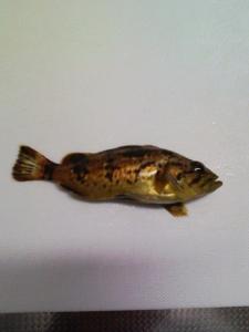 何の魚かわからない 何の魚かわからない