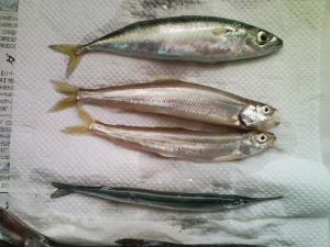 色内埠頭で釣ったサバ、チカ、サヨリ