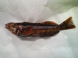 初対面のアブラコ