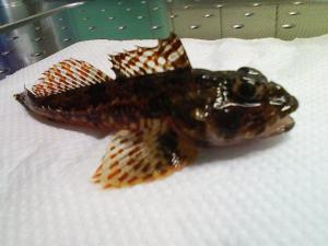 カジカ? カジカ?