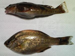 アブラコとウミタナゴ