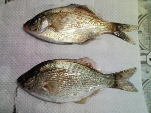 ウミタナゴ２匹