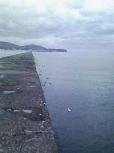 海鳥のごちそうタイム 海鳥のごちそうタイム