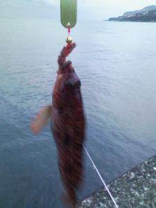 アブラコ アブラコ