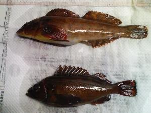 夜の南防波堤で釣ったアブラコとガヤ 夜の南防波堤で釣ったアブラコとガヤ