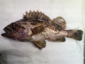 終了間際で釣れたクロソイ