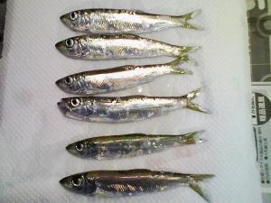南防波堤の外側で釣れた小型のニシン