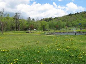 たんぽぽ たんぽぽ