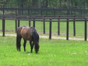 ディープインパクト ディープインパクト