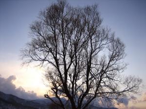 稀紫| Copyright (C) Kazuo Yamamoto