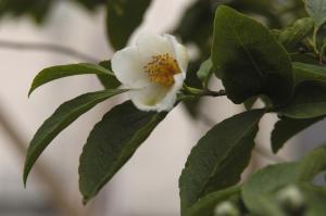 雨降りのあいまに・・・。 | Copyright (C) 2008 hachi 雨降りのあいまに・・・。 | Copyright (C) 2008 hachi