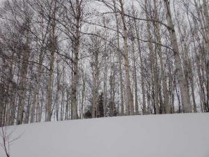 White Birch Grove in Otaru Park