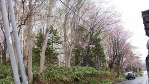 Cherry Blossoms in Otaru Park