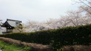 Tenjoji Temple's Cherry Blossoms