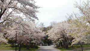 Tenjoji Temple's Cherry Blossoms