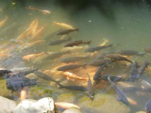 Carps in the river