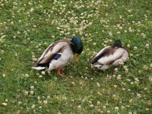 Ducks in the Nakajima Park
