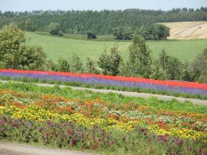 Shikisai no Oka in Biei