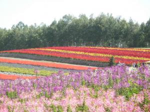 Shikisai no Oka in Biei