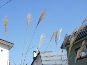 Japanese Pampas Grass