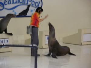 California Sea Lions' Show