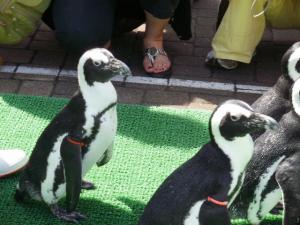 African Penguins