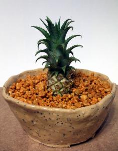 ミニパイン。 ミニパイン。