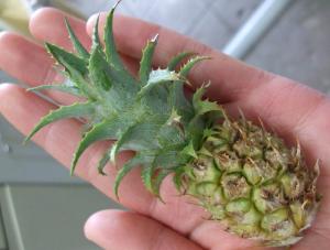 ミニパイン。 手のひらサイズミニパイン。