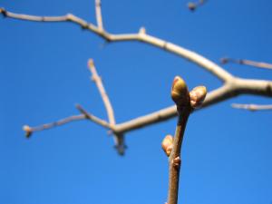 ライラックの蕾|Copyright (C) Kazuo Yamamoto