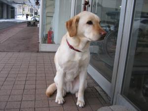 紳士なる犬 紳士なる犬